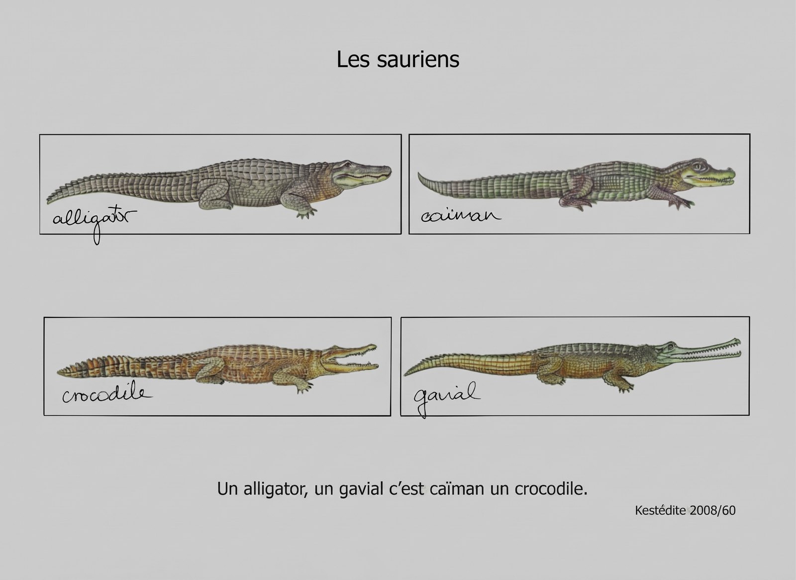 Les sauriens