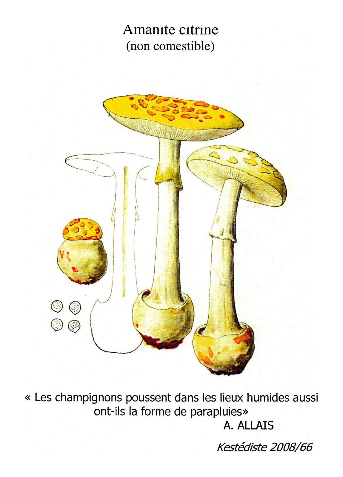 Amanite citrine (non comestible)