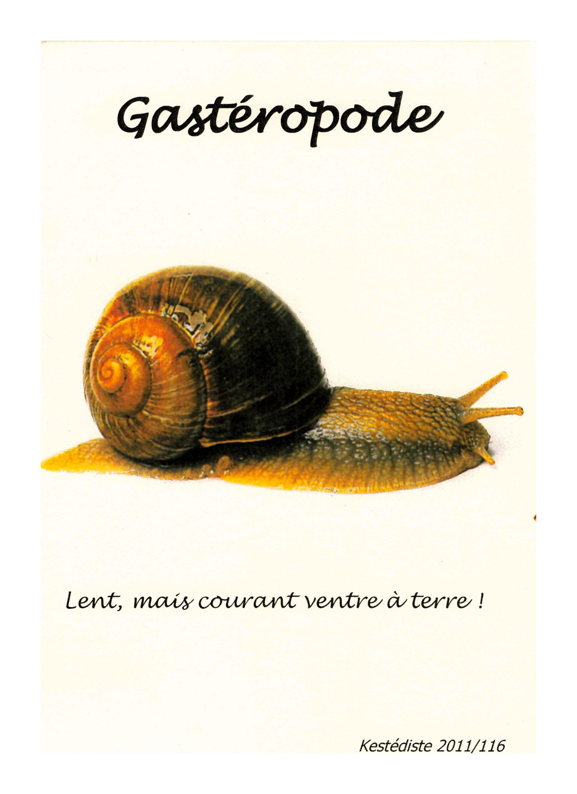 Gastéropode