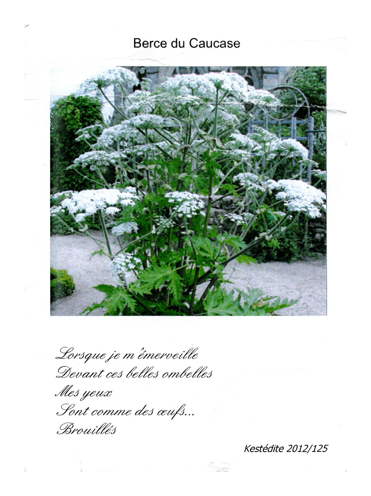 Berce du Caucase