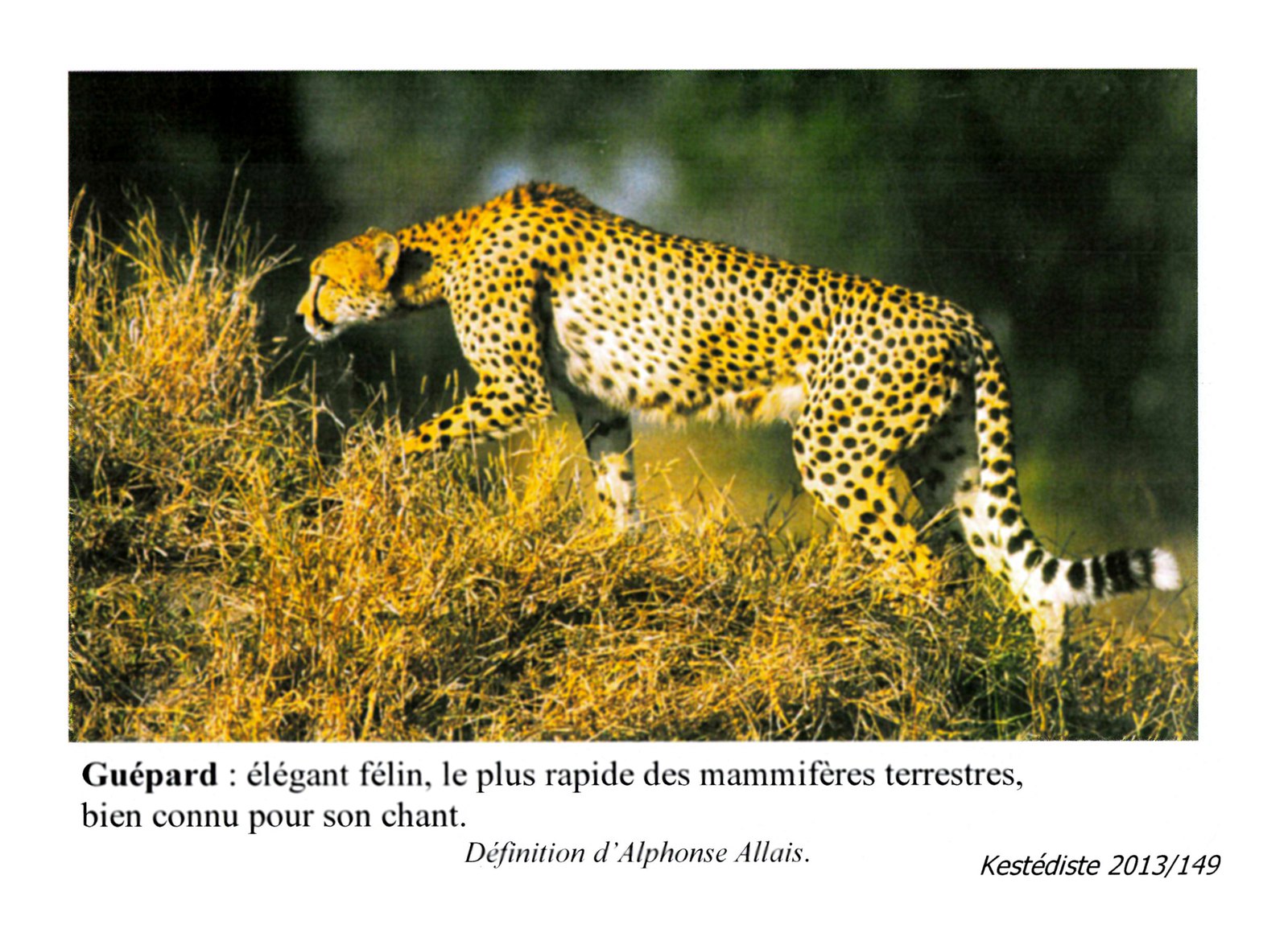 Guépard