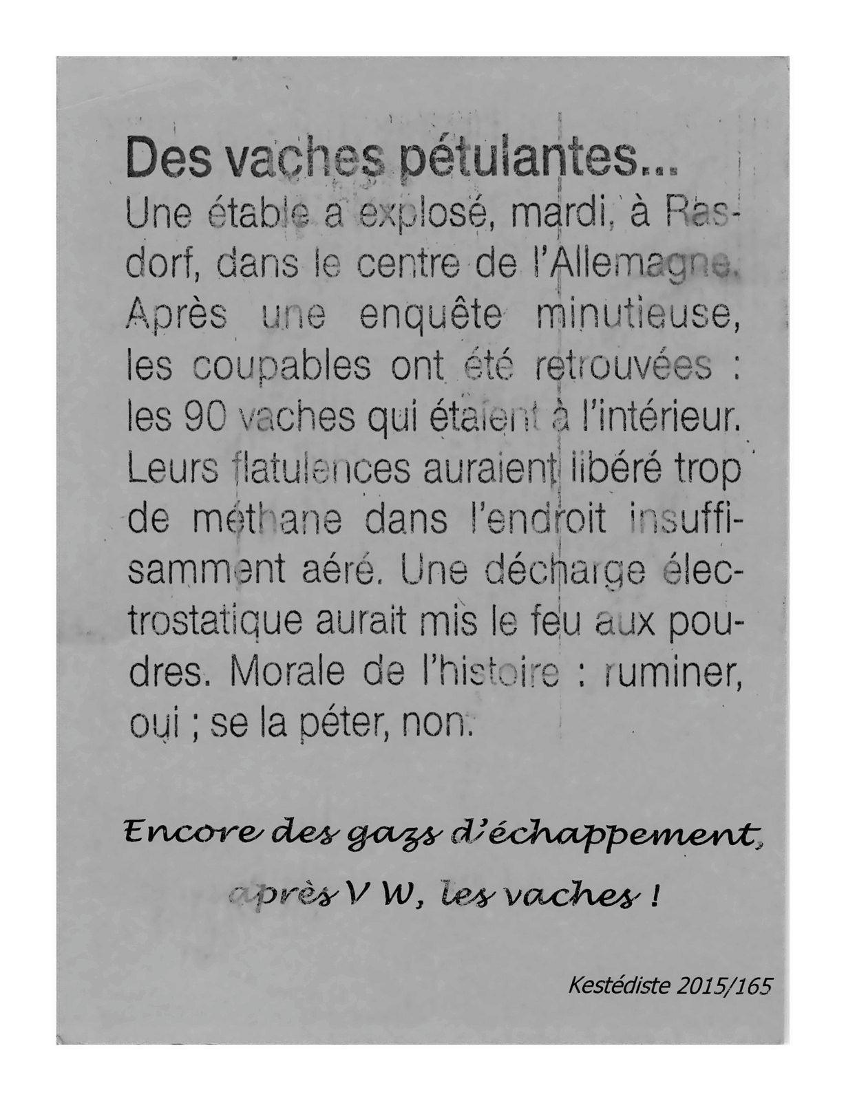 Des vaches pétulantes...